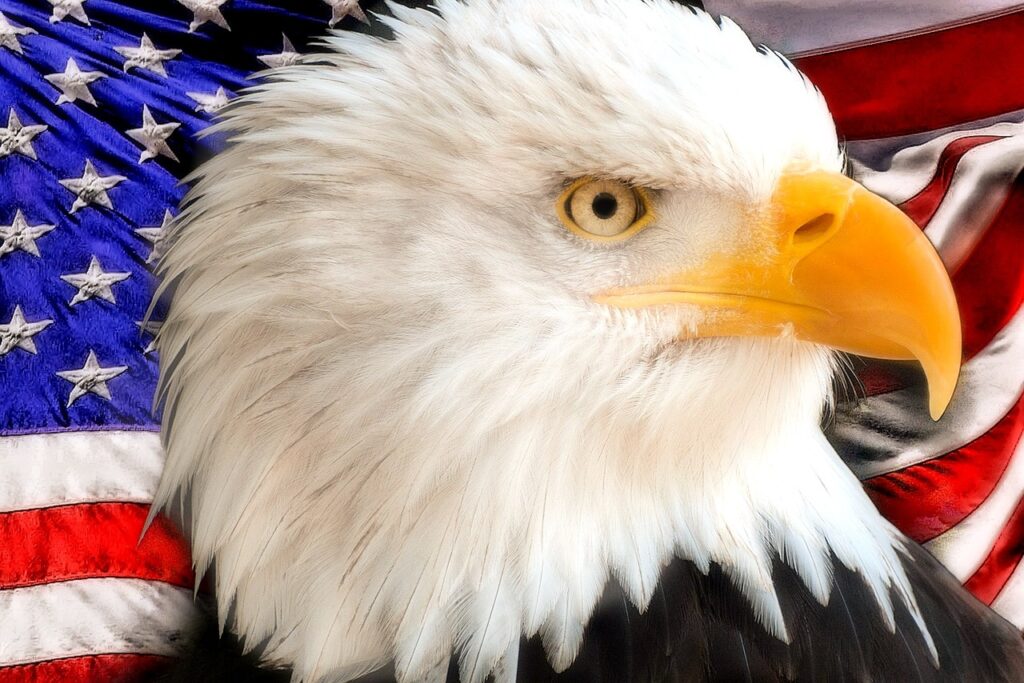 Photo of eagle with an American flag as a backdrop.